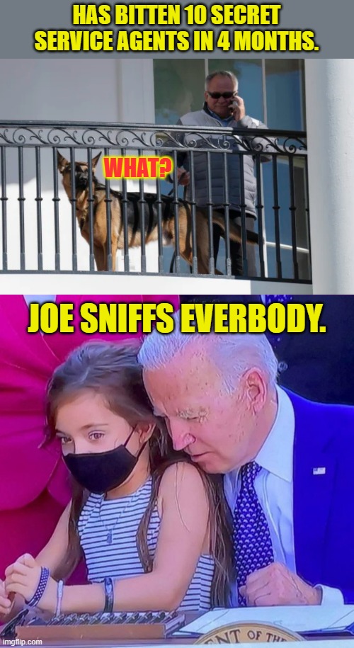 Joe Biden's Dog Commander | HAS BITTEN 10 SECRET SERVICE AGENTS IN 4 MONTHS. WHAT? JOE SNIFFS EVERBODY. | image tagged in joe biden sniffing kid,memes,politics,joe biden,dog,bite | made w/ Imgflip meme maker