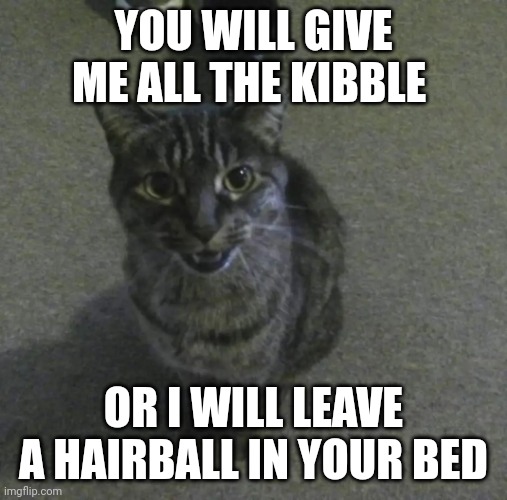 Give me the kibble | YOU WILL GIVE ME ALL THE KIBBLE; OR I WILL LEAVE A HAIRBALL IN YOUR BED | image tagged in friskies the kitty,cats,funny cat memes | made w/ Imgflip meme maker