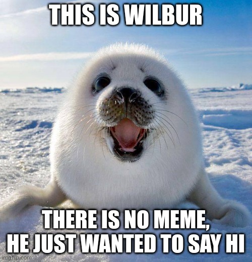 this is wilbur... | THIS IS WILBUR; THERE IS NO MEME, HE JUST WANTED TO SAY HI | image tagged in cute seal | made w/ Imgflip meme maker