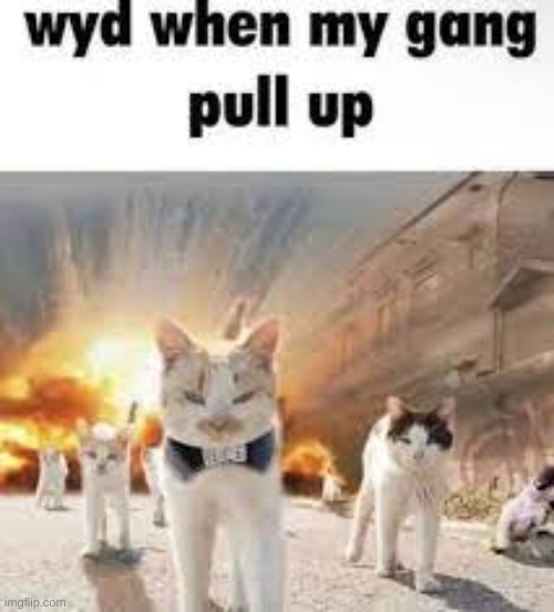 what you gonna do | image tagged in funny,memes | made w/ Imgflip meme maker