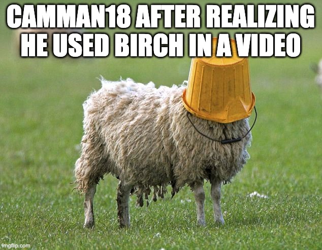 huh | CAMMAN18 AFTER REALIZING HE USED BIRCH IN A VIDEO | image tagged in stupid sheep | made w/ Imgflip meme maker