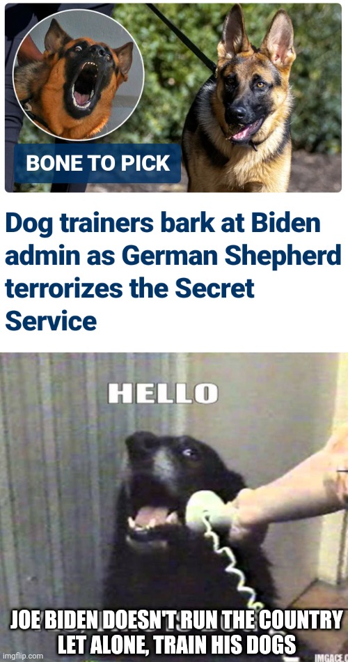 UnTrainable Leader | JOE BIDEN DOESN'T RUN THE COUNTRY
LET ALONE, TRAIN HIS DOGS | image tagged in leftists,democrats,liberals,dog trainer,biden | made w/ Imgflip meme maker