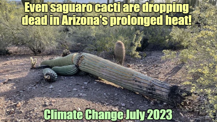 Saguaro Cacti Collapsing in Arizona's Extreme Heat | Even saguaro cacti are dropping dead in Arizona's prolonged heat! Climate Change July 2023 | image tagged in climate change,arizona,cactus,heat,dead | made w/ Imgflip meme maker