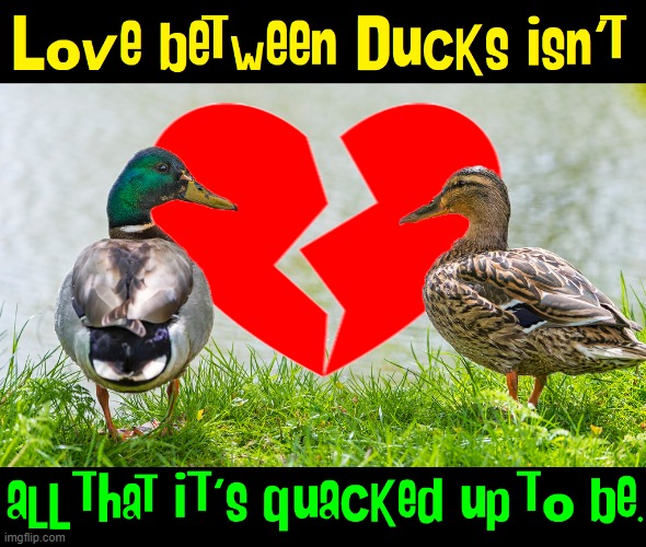 It's Hard to Waddle Away from Love | image tagged in vince vance,ducks,memes,love,breaking up,broken heart | made w/ Imgflip meme maker
