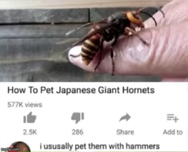 no way in my life would I care to pet that thing | image tagged in hornet,murder hornet,scary,pets,uh oh,crazy | made w/ Imgflip meme maker