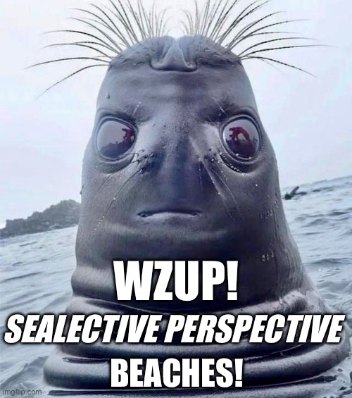 Wzup! Sealective Perspective Beaches | SEALECTIVE PERSPECTIVE; WZUP! BEACHES! | image tagged in seal,sealol,memes,phat seal | made w/ Imgflip meme maker