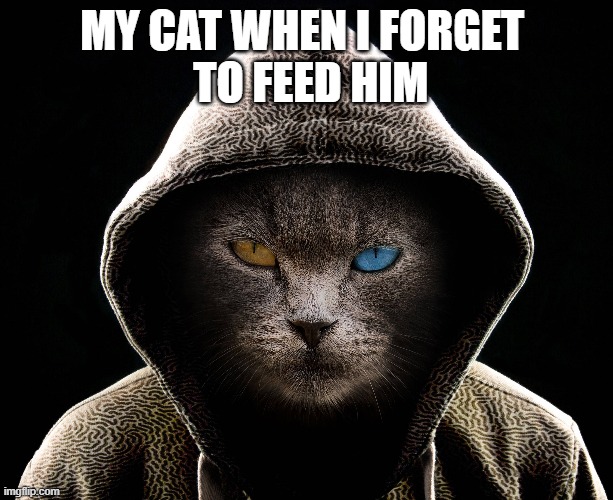 cats when hungry | MY CAT WHEN I FORGET 
 TO FEED HIM | image tagged in angry cat | made w/ Imgflip meme maker