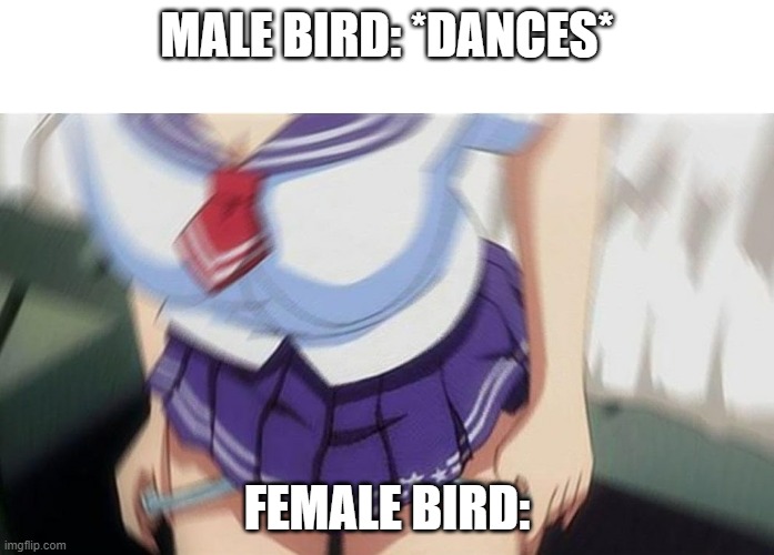 Anime girl | MALE BIRD: *DANCES*; FEMALE BIRD: | image tagged in anime girl | made w/ Imgflip meme maker