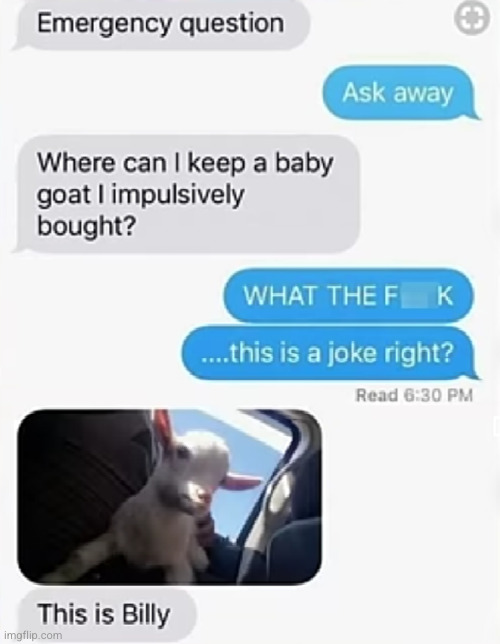 sometimes you just accidently buy a baby goat you know? | image tagged in billy what have you done,billy,goat,uh oh,whyyy,funny texts | made w/ Imgflip meme maker