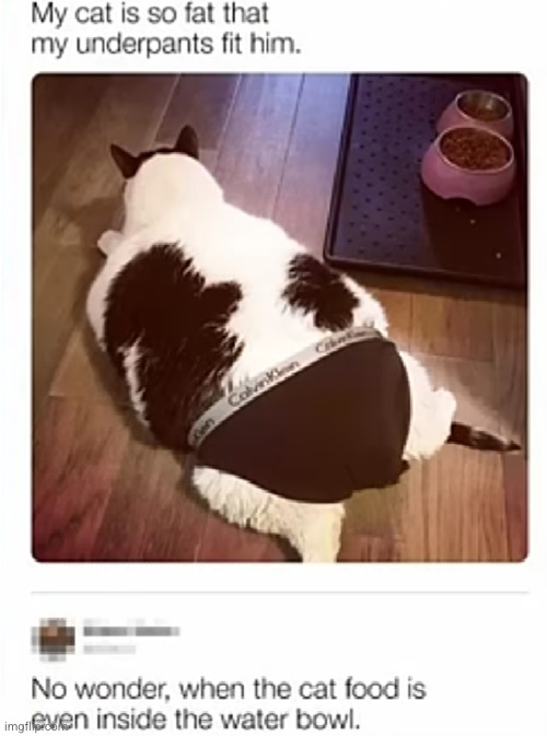 American cat | image tagged in cat,food,fat,funny,underpants,woah | made w/ Imgflip meme maker