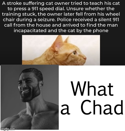 i need that cat... it's so loyal XD | What a Chad | image tagged in cute,cat,chad | made w/ Imgflip meme maker