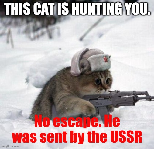 Cute Sad Soviet War Kitten | THIS CAT IS HUNTING YOU. No escape. He was sent by the USSR | image tagged in cute sad soviet war kitten | made w/ Imgflip meme maker