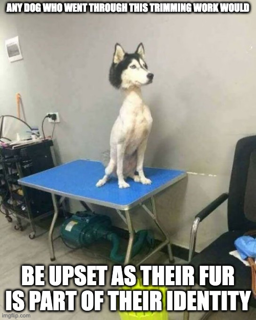 Husky Without Thick Fur | ANY DOG WHO WENT THROUGH THIS TRIMMING WORK WOULD; BE UPSET AS THEIR FUR IS PART OF THEIR IDENTITY | image tagged in dogs,memes | made w/ Imgflip meme maker