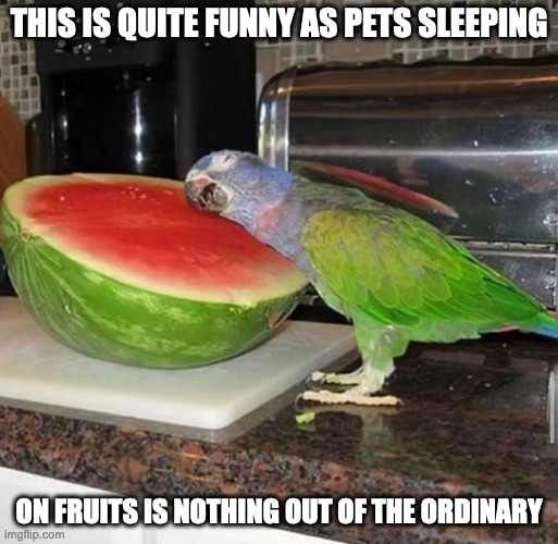 Parrot Sleeping on Watermelon | THIS IS QUITE FUNNY AS PETS SLEEPING; ON FRUITS IS NOTHING OUT OF THE ORDINARY | image tagged in parrot,memes,funny | made w/ Imgflip meme maker
