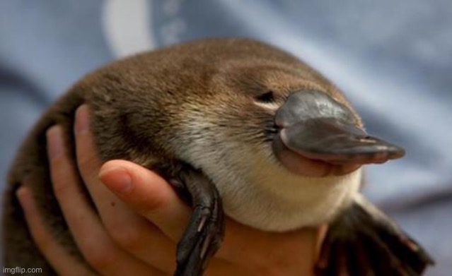 Platypus | image tagged in platypus | made w/ Imgflip meme maker