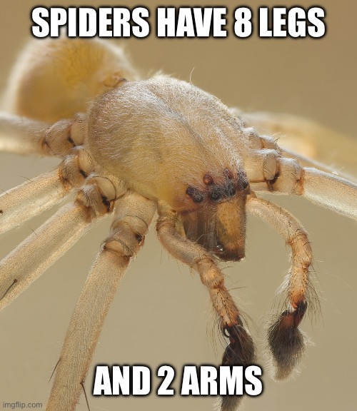 SPIDERS HAVE 8 LEGS; AND 2 ARMS | made w/ Imgflip meme maker