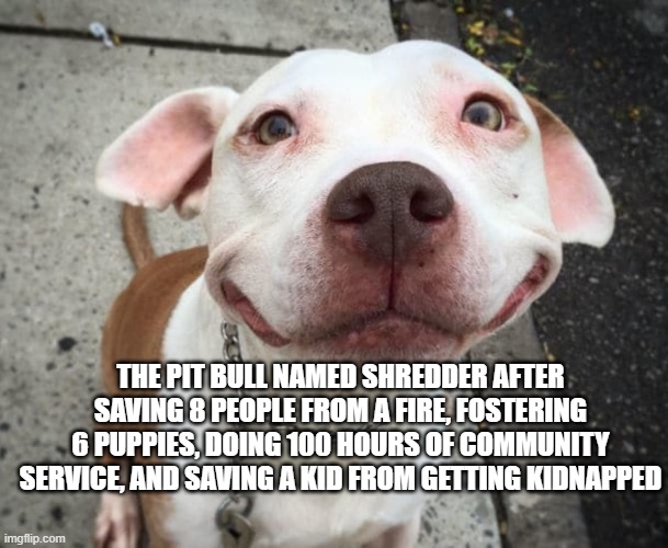 Overly Happy Pitbull | THE PIT BULL NAMED SHREDDER AFTER SAVING 8 PEOPLE FROM A FIRE, FOSTERING 6 PUPPIES, DOING 100 HOURS OF COMMUNITY SERVICE, AND SAVING A KID FROM GETTING KIDNAPPED | image tagged in overly happy pitbull | made w/ Imgflip meme maker