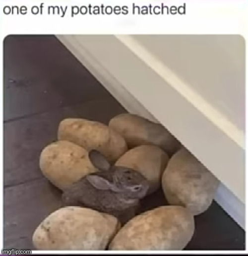 I always knew they had funny ears | image tagged in rabbit,bunny,potato,funny,aww,what the heck | made w/ Imgflip meme maker