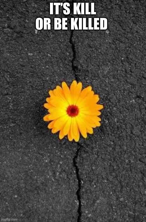 Flower In Concrete | IT’S KILL OR BE KILLED | image tagged in flower in concrete | made w/ Imgflip meme maker