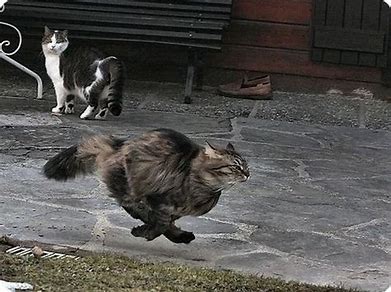 High Quality Funny running cat Blank Meme Template