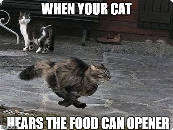 cats love food | WHEN YOUR CAT; HEARS THE FOOD CAN OPENER | image tagged in cat | made w/ Imgflip meme maker