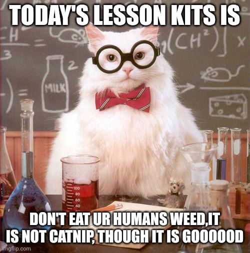 Science Cat | TODAY'S LESSON KITS IS; DON'T EAT UR HUMANS WEED,IT IS NOT CATNIP, THOUGH IT IS GOOOOOD | image tagged in science cat | made w/ Imgflip meme maker