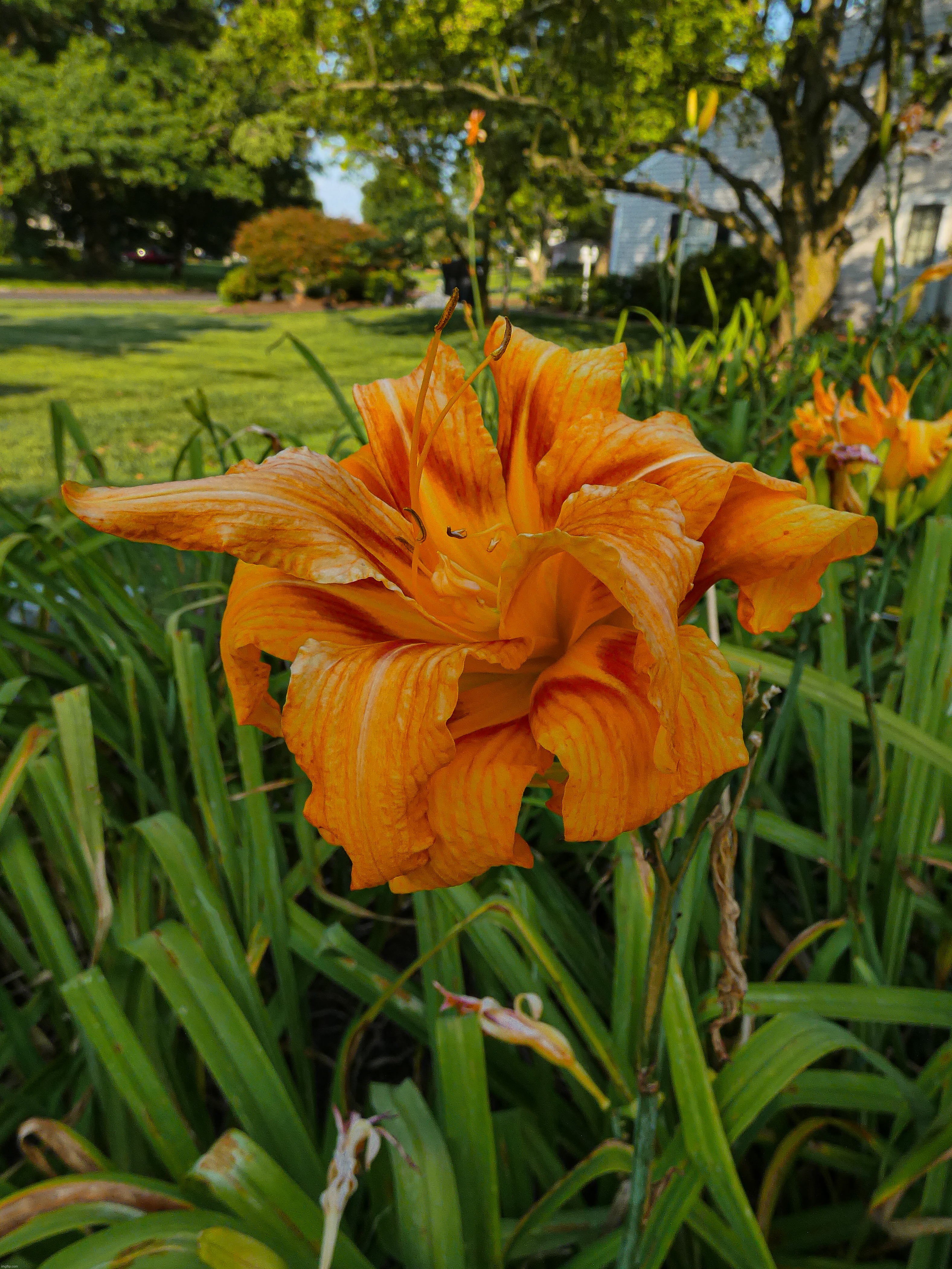 An Orange Day-Lily that I took a picture of yesterday | image tagged in share your own photos | made w/ Imgflip meme maker