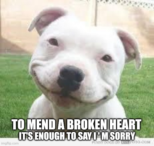 Happy Friday Puppy | TO MEND A BROKEN HEART; IT'S ENOUGH TO SAY I ' M SORRY | image tagged in happy friday puppy | made w/ Imgflip meme maker