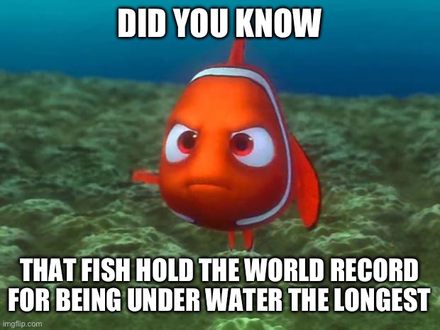 Comment if you got smarter | DID YOU KNOW; THAT FISH HOLD THE WORLD RECORD FOR BEING UNDER WATER THE LONGEST | image tagged in nemo,finding nemo,big brain,no shit sherlock,meme,funny | made w/ Imgflip meme maker