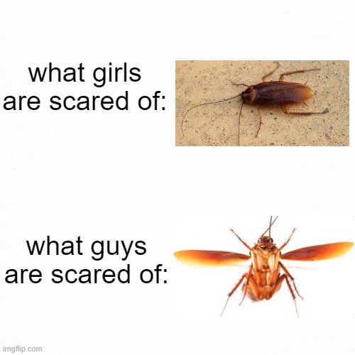 Normal ones? Naw. But flying ones? Time to pull out the flamethrower. | what girls are scared of:; what guys are scared of: | image tagged in white backround | made w/ Imgflip meme maker