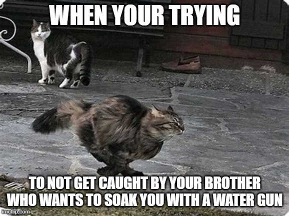 hapened to me once | WHEN YOUR TRYING; TO NOT GET CAUGHT BY YOUR BROTHER WHO WANTS TO SOAK YOU WITH A WATER GUN | image tagged in funny running cat | made w/ Imgflip meme maker