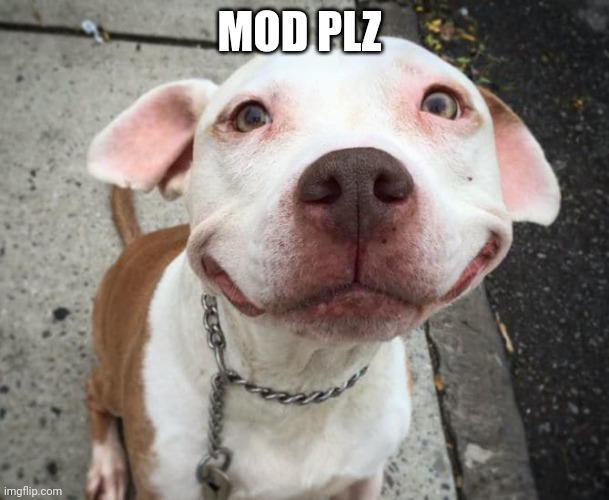 Overly Happy Pitbull | MOD PLZ | image tagged in overly happy pitbull | made w/ Imgflip meme maker