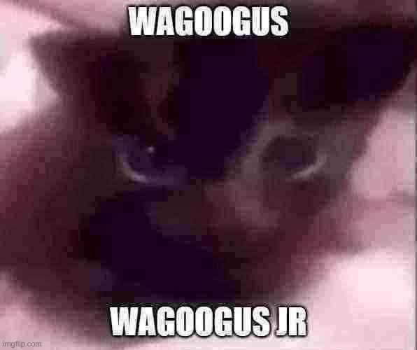 Scrunkly ahh cat | image tagged in wagoogus jr | made w/ Imgflip meme maker