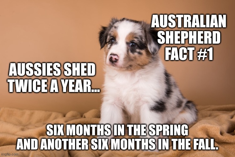 Australian Shepherd Fact #1 | AUSTRALIAN SHEPHERD FACT #1; AUSSIES SHED
 TWICE A YEAR... SIX MONTHS IN THE SPRING AND ANOTHER SIX MONTHS IN THE FALL. | image tagged in dogs,dog,cute,cute dog,cute puppy,aussie | made w/ Imgflip meme maker