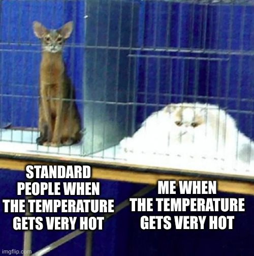 melted chonk | ME WHEN THE TEMPERATURE GETS VERY HOT; STANDARD PEOPLE WHEN THE TEMPERATURE GETS VERY HOT | image tagged in memes | made w/ Imgflip meme maker