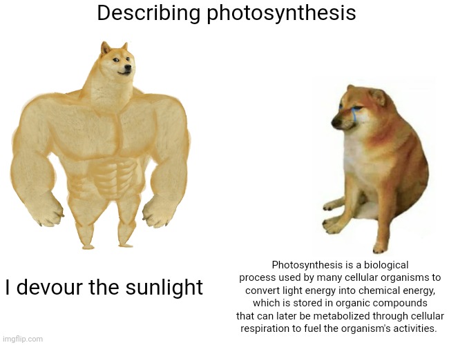 Buff Doge vs. Cheems Meme | Describing photosynthesis; Photosynthesis is a biological process used by many cellular organisms to convert light energy into chemical energy, which is stored in organic compounds that can later be metabolized through cellular respiration to fuel the organism's activities. I devour the sunlight | image tagged in memes,buff doge vs cheems | made w/ Imgflip meme maker