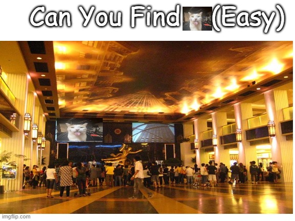 Can You Find a bleh cat (easy) | Can You Find    (Easy) | image tagged in blank white template,fun | made w/ Imgflip meme maker