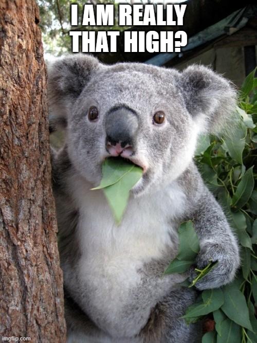 When you ace the test but partied instead of hitting the books | I AM REALLY THAT HIGH? | image tagged in memes,surprised koala | made w/ Imgflip meme maker