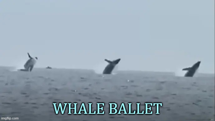 A Rare Sight | WHALE BALLET | image tagged in memes,fun,rare,when you see it,whale,ballet | made w/ Imgflip meme maker
