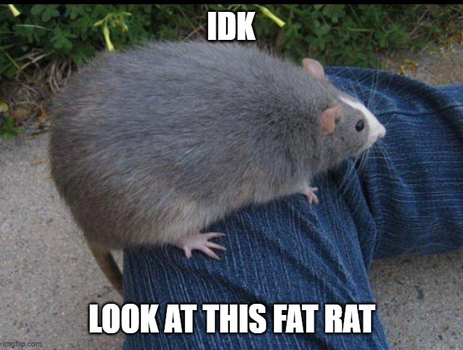 fat rat | IDK; LOOK AT THIS FAT RAT | image tagged in animals | made w/ Imgflip meme maker