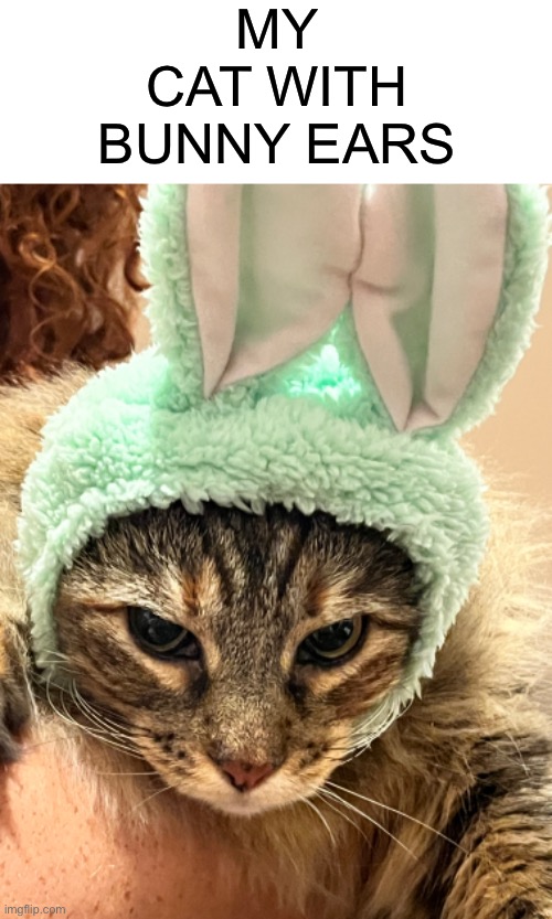 MY CAT WITH BUNNY EARS | made w/ Imgflip meme maker