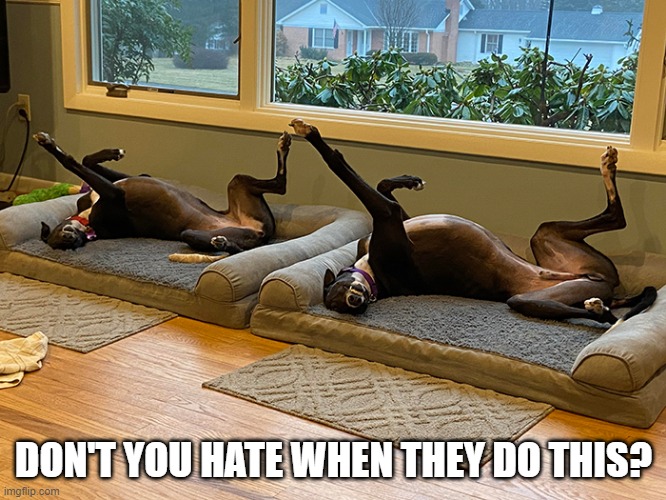 Splayed | DON'T YOU HATE WHEN THEY DO THIS? | image tagged in funny dogs | made w/ Imgflip meme maker