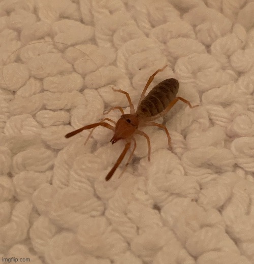 Camel spiders exist in the US | made w/ Imgflip meme maker