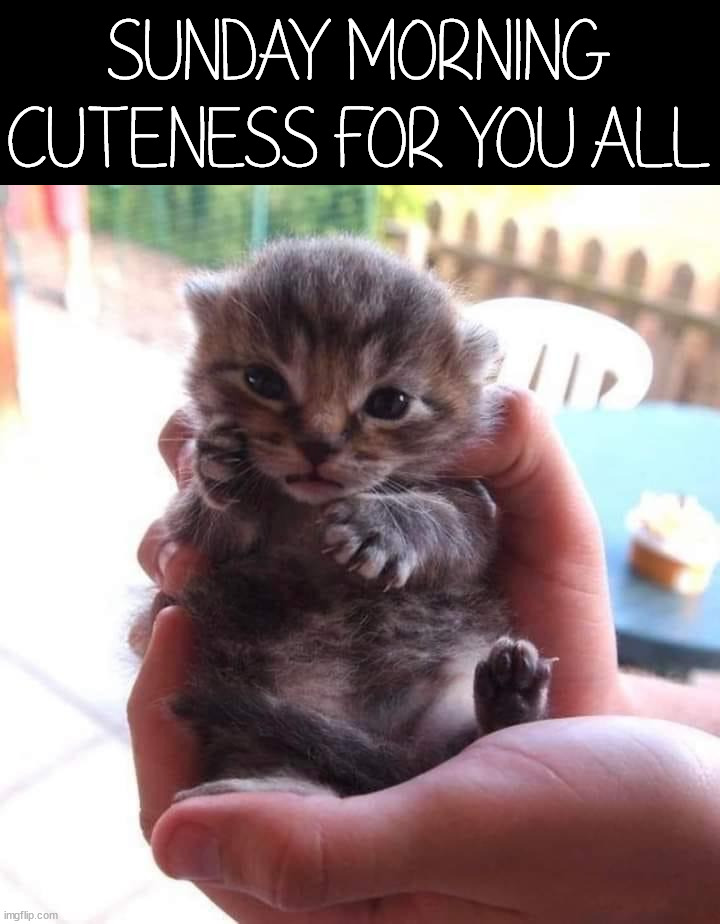 SUNDAY MORNING CUTENESS FOR YOU ALL | made w/ Imgflip meme maker