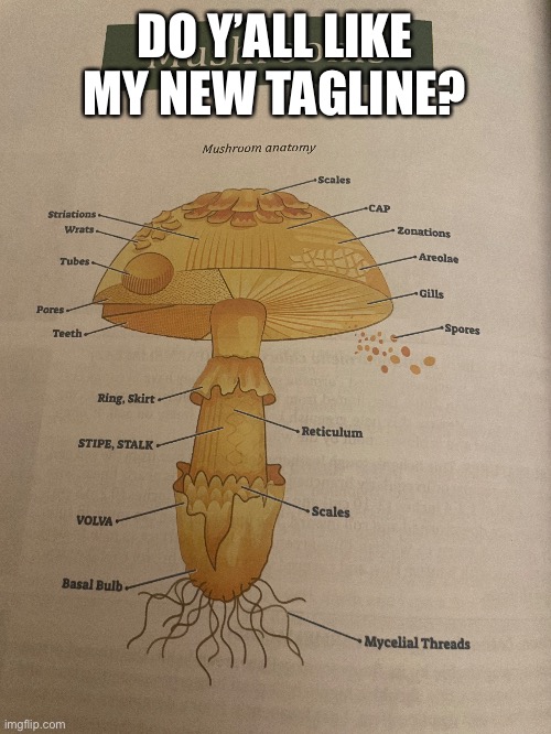 DO Y’ALL LIKE MY NEW TAGLINE? | made w/ Imgflip meme maker