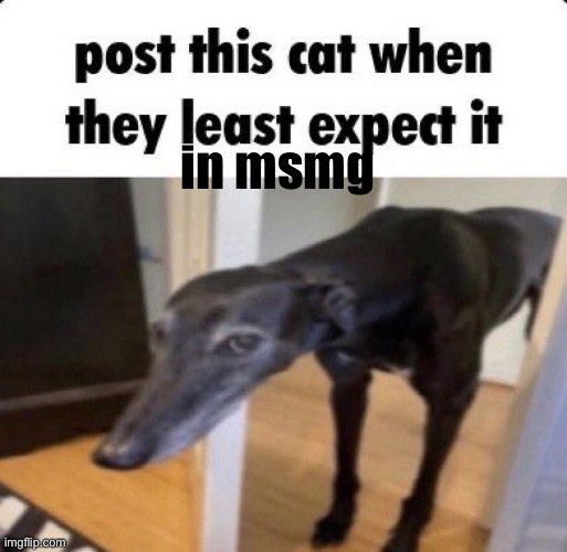 Post this cat | in msmg | image tagged in post this cat | made w/ Imgflip meme maker