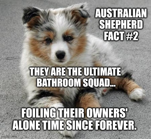 Australian Shepherd Fact #2 | AUSTRALIAN
 SHEPHERD 
FACT #2; THEY ARE THE ULTIMATE 
BATHROOM SQUAD... FOILING THEIR OWNERS' ALONE TIME SINCE FOREVER. | image tagged in aussie,dogs,dog,funny,cute,meme | made w/ Imgflip meme maker