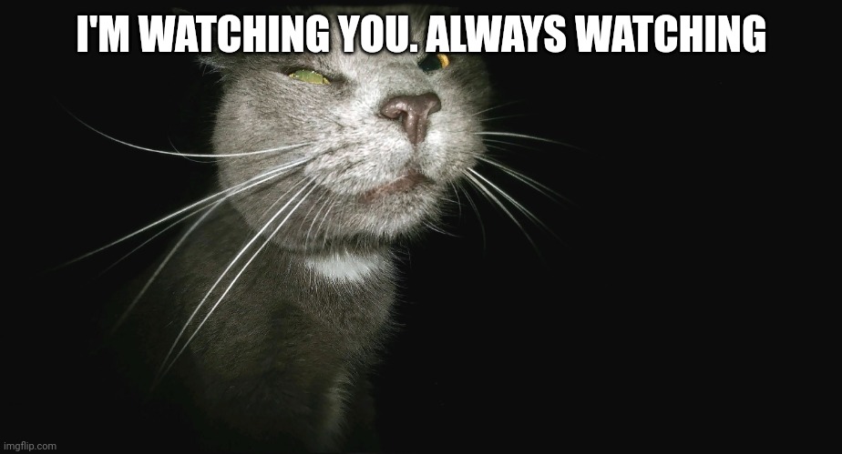 Stalker Cat | I'M WATCHING YOU. ALWAYS WATCHING | image tagged in stalker cat | made w/ Imgflip meme maker