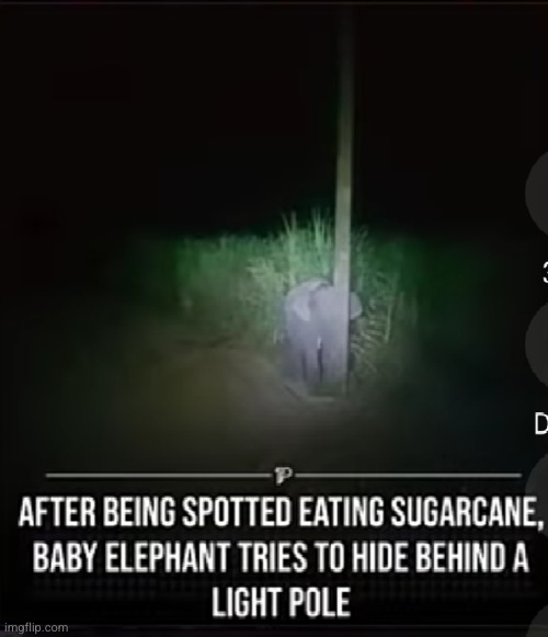 elephants are dummmm | image tagged in elephant,baby,funny,cute,sugar,pole | made w/ Imgflip meme maker