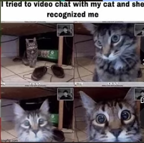 :3 | image tagged in cats,funny,voice,phone call,animals,cute | made w/ Imgflip meme maker